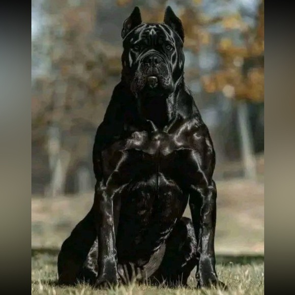 Meet your Posher, Jamie - Picture 1 of 4